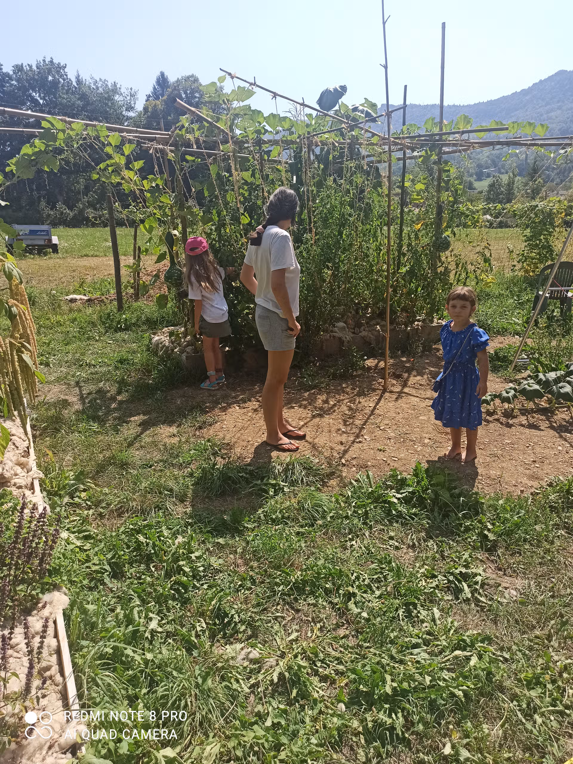 Juin 2025 - Première récolte 1